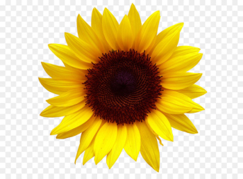 Common sunflower Sunflower seed - Golden sunflowers Common sunflower Sunflower seed - Golden sunflowers