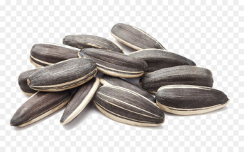Common sunflower Sunflower seed Nut - Sunflower close-up Common sunflower Sunflower seed Nut - Sunflower close-up