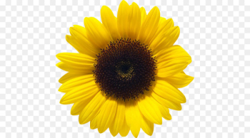 Common sunflower Sunflower seed - Sunflower PNG Common sunflower Sunflower seed - Sunflower PNG