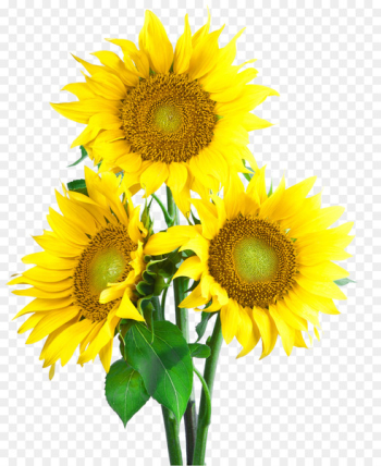 Common sunflower Sunflower seed Wallpaper - sunflower Common sunflower Sunflower seed Wallpaper - sunflower