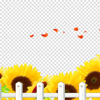 Common sunflower , sunflower transparent background PNG clipart Common sunflower , sunflower transparent background PNG clipart