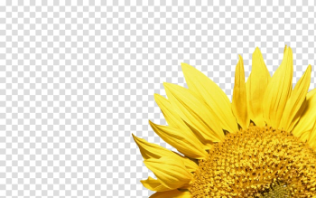Common sunflower , sunflower transparent background PNG clipart Common sunflower , sunflower transparent background PNG clipart