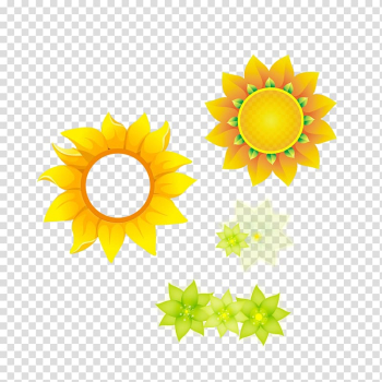 Common sunflower , Sunflower transparent background PNG clipart Common sunflower , Sunflower transparent background PNG clipart