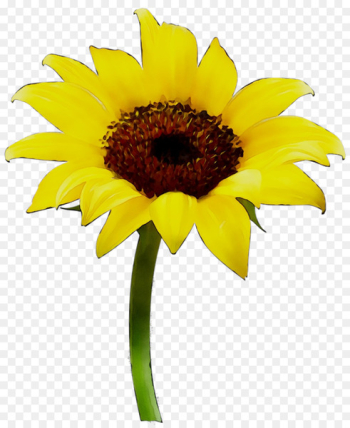 Common sunflower Vase Sunflower oil - Common sunflower Vase Sunflower oil -