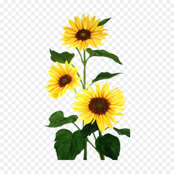 Common sunflower Watercolor painting - Sunflower Common sunflower Watercolor painting - Sunflower