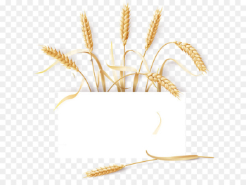 Common wheat Barley Cereal Ear - wheat Common wheat Barley Cereal Ear - wheat