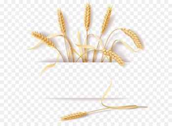 Common wheat Cereal Ear Rye - Wheat straw design material Common wheat Cereal Ear Rye - Wheat straw design material