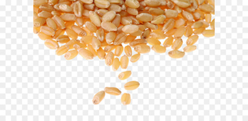 Common wheat Cereal Whole grain Wheat berry Food grain - Wheat grain picture 
