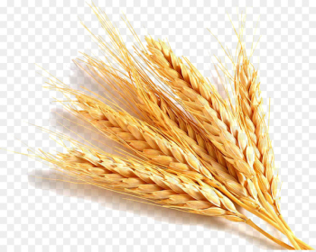 Common wheat Wheat germ oil Gluten Cereal germ Food - wheat Common wheat Wheat germ oil Gluten Cereal germ Food - wheat