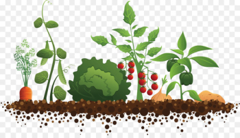 Community gardening Roof garden - Orchard tomato tree Community gardening Roof garden - Orchard tomato tree