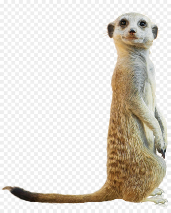 Compare the Meerkat San Diego Zoo Baboons Child - UK Compare the Meerkat San Diego Zoo Baboons Child - UK