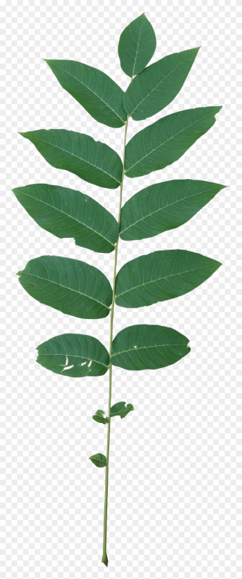 Compound - Black Walnut Leaf Transparent