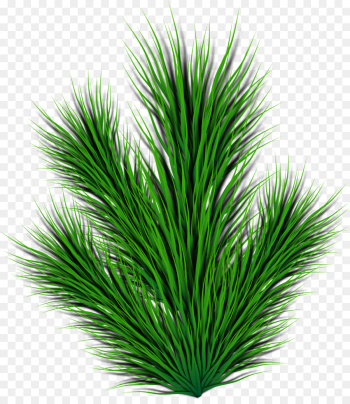 Computer Icons, Pine, Branch, Green, Grass PNG Computer Icons, Pine, Branch, Green, Grass PNG