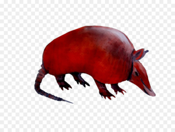 Computer mouse Fauna Terrestrial animal Snout -  