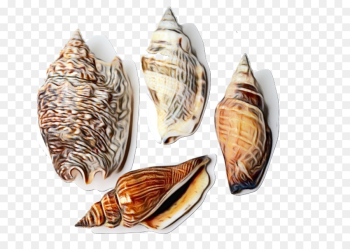 Conch, Clam, Oyster, Geography Cone PNG Conch, Clam, Oyster, Geography Cone PNG