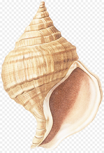 conch conch shankha shell sea snail conch conch shankha shell sea snail