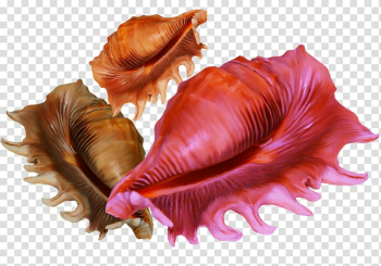 Conch , Creative color conch transparent background PNG clipart Conch , Creative color conch transparent background PNG clipart