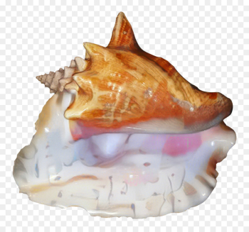 Conch, Dish PNG Conch, Dish PNG
