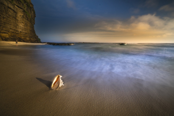 Conch Shell on Seashore Conch Shell on Seashore