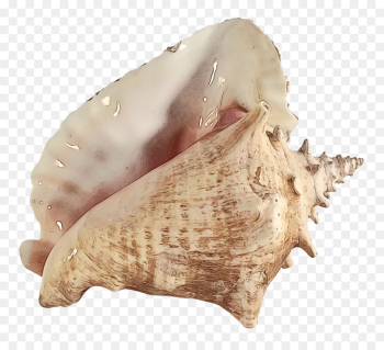 Conchology, Cockle, Conch, Shankha PNG Conchology, Cockle, Conch, Shankha PNG