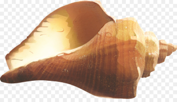 Conchology, Conch, Trumpet, Shankha, Joint PNG Conchology, Conch, Trumpet, Shankha, Joint PNG