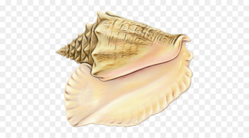 Conchology, Conch, Trumpet, Shankha PNG Conchology, Conch, Trumpet, Shankha PNG