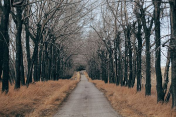 concrete road beside tree concrete road beside tree