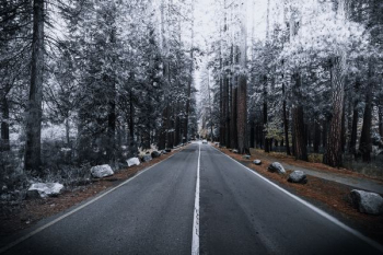 concrete road between forest concrete road between forest