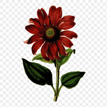 Coneflower png sticker, flower vintage | Free PNG - rawpixel