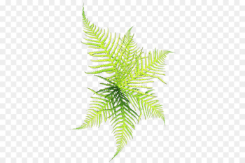 Conifers Clip art - Graced the grass,Rhythm of life Conifers Clip art - Graced the grass,Rhythm of life