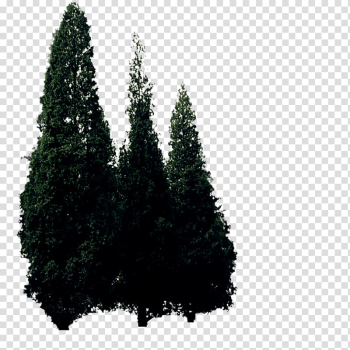 Conifers Plant Tree Pinaceae, tree transparent background PNG clipart