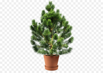 Conifers White fir Spruce Clip art Tree - cedrus business Conifers White fir Spruce Clip art Tree - cedrus business