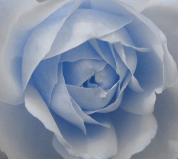 cool rose.jpg cool rose.jpg