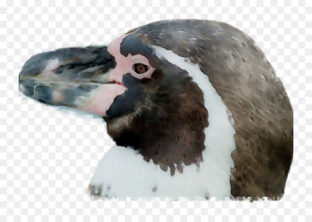 Copenhagen Zoo, Bird, Donkey, Beak PNG Copenhagen Zoo, Bird, Donkey, Beak PNG
