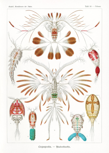 Copepoda&ndash;Ruderkrebse from Kunstformen der Natur (1904) by Ernst .. | Free public domain illustration - 2271893