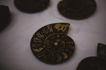 Copper Conch Shell Coin Copper Conch Shell Coin