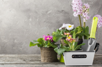 Copy-space blossom flowers pots Free Photo Copy-space blossom flowers pots Free Photo