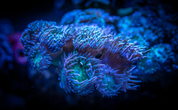 Coral Coral