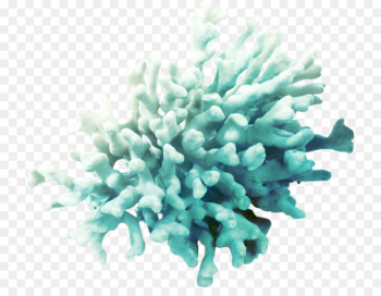 Coral Algae Clip art - sea Coral Algae Clip art - sea
