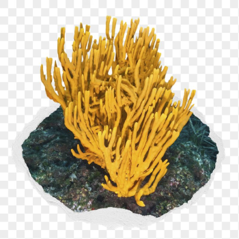 Coral png sticker, ocean life | Free PNG - rawpixel Coral png sticker, ocean life | Free PNG - rawpixel