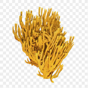 Coral png sticker, ocean life | Free PNG - rawpixel Coral png sticker, ocean life | Free PNG - rawpixel