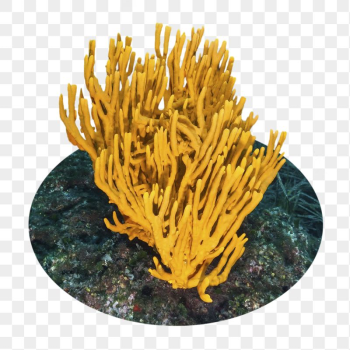 Coral png sticker, ocean life | Free PNG - rawpixel Coral png sticker, ocean life | Free PNG - rawpixel