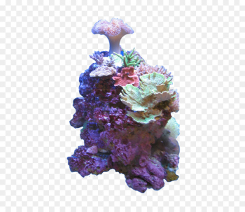Coral reef Color Deep-water coral Sea - sea 