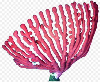 Coral reef Deep-water coral Clip art - coral Coral reef Deep-water coral Clip art - coral