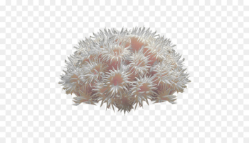 Coral reef Deep-water coral Sea anemone - coral Coral reef Deep-water coral Sea anemone - coral