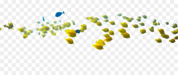 Coral reef fish Angelfish Paper - fish Coral reef fish Angelfish Paper - fish