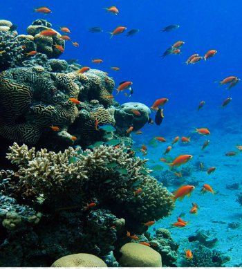 Coral reef fish Coral Triangle Ecosystem - coral Coral reef fish Coral Triangle Ecosystem - coral