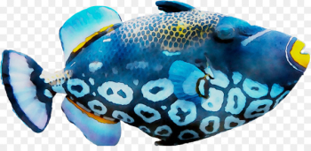 Coral reef fish Marine biology -  