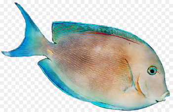 Coral reef fish Marine biology -  