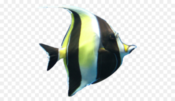 Coral reef fish Reef aquarium Marine biology - fish Coral reef fish Reef aquarium Marine biology - fish